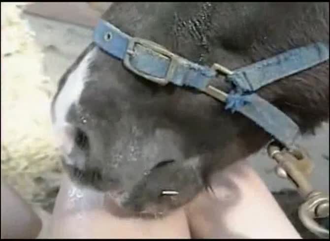 Video :Horse licking the hairy pussy of a sexy beastie gal